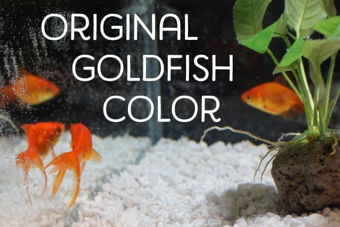 Os peixes dourados nem sempre foram cor-de-laranja.'t always been orange.