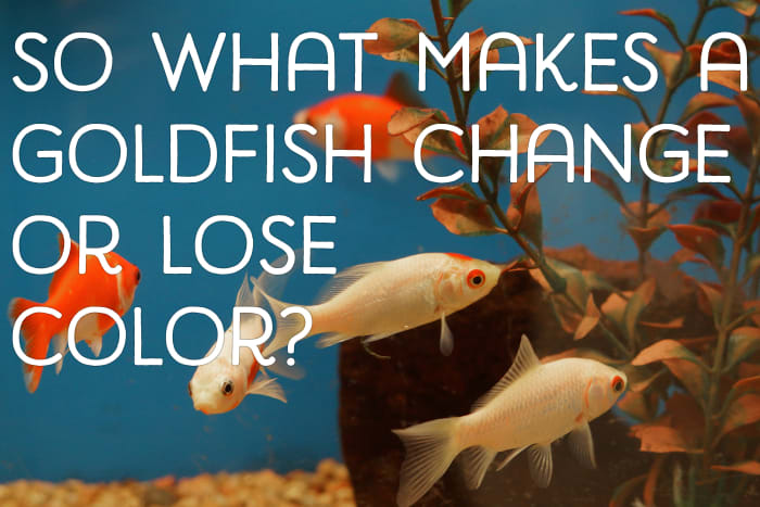 ¿Entonces, qué hace que un goldfish cambie o pierda su color original?