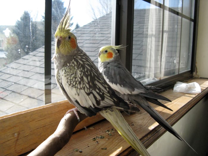 Pet cockatiels love looking out the window. You'll notice them perk up and raise their "interested" crest when a car drives up or someone walks by.