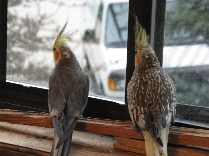 Both crests are up on these birds, so you can tell that they see something interesting happening outside.