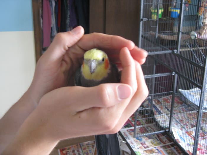 We got this cockatiel when he was young and impressionable. He had been hand-fed as a chick, so he loves humans and lets his favorite humans hold him tightly like this.