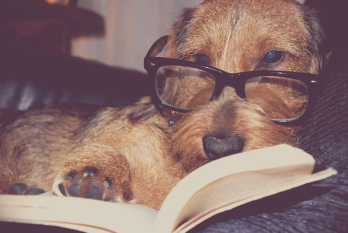 "You can't teach an old dog new tricks." Well, that's not entirely true, but after about two years, dogs are fully grown and developed." They're not getting any smarter after that!