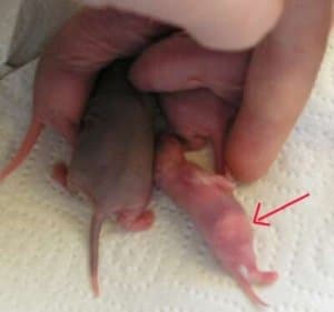 Una rata bebé con barriga de leche.