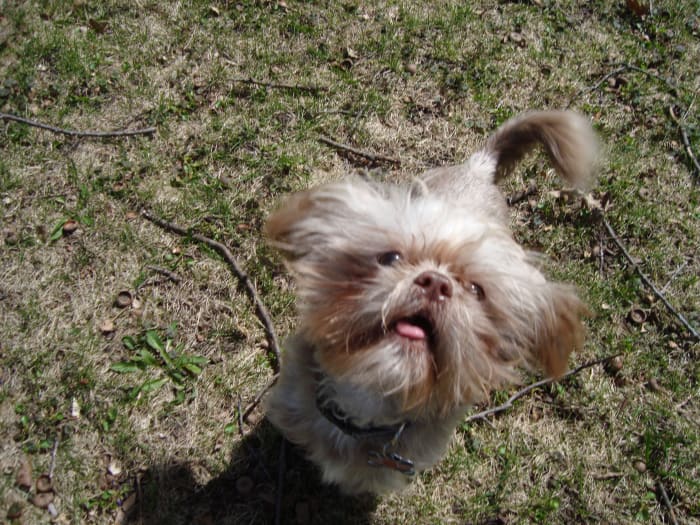 I cani orsacchiotti sono desiderosi di piacere.