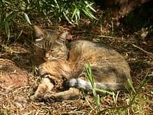An African wild cat, not much different in appearance from its hugely popular domesticated derivatives.
