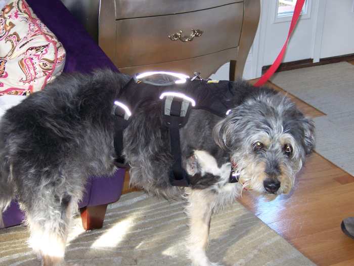 What to Expect After Your Dog Has a Front Leg Amputated PetHelpful