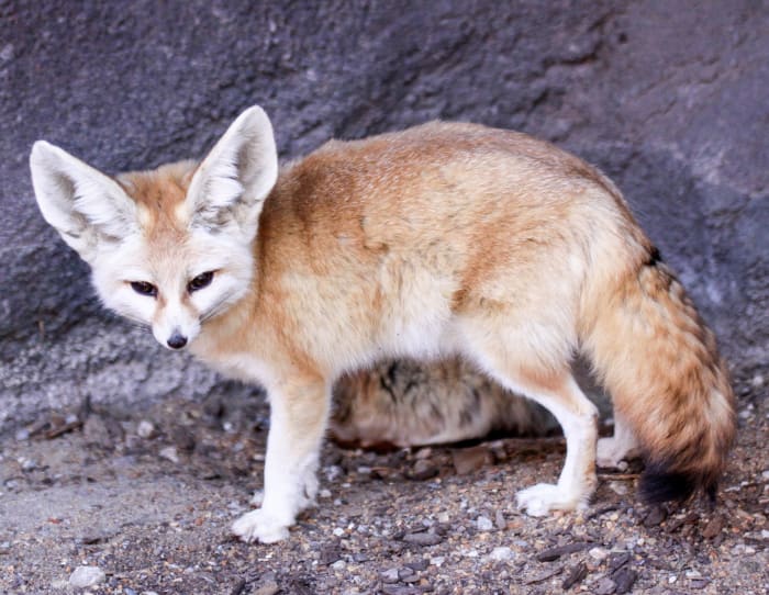 Fennec Foxes: Facts, Photos, Videos, and Exotic Pets - PetHelpful - By