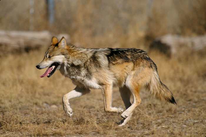 Before you claim that wolves are den animals, and conclude that dogs should enjoy crates simply because they are related to wolves, learn the facts.
