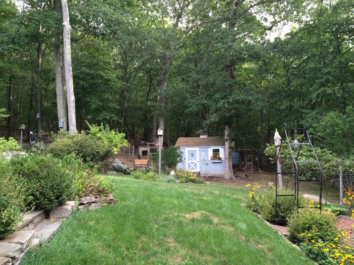 Our backyard offers the birds a variety of foods, water, nesting sites and protection from the elements.
