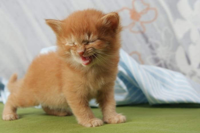 Did you know that when your cat meows at you, it is really just calling your attention to something?