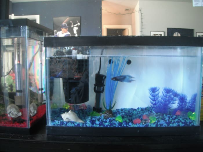 We placed the 5-gallon next to a 10-gallon with a small school of tetras in it, so they can see and entertain each other.