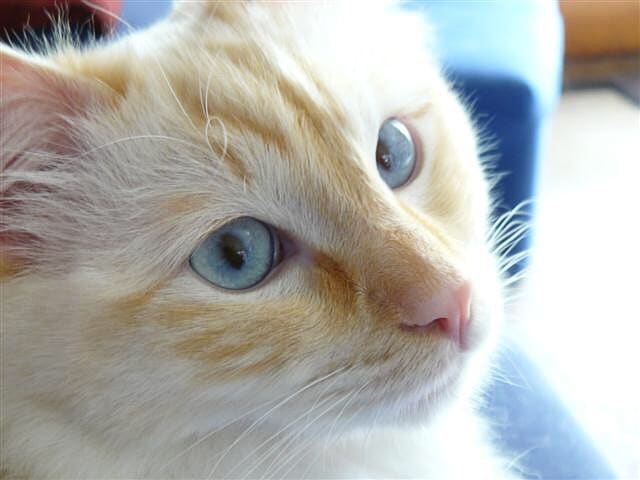 Scotty has flame markings.