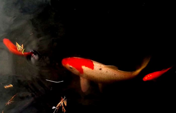 koi-carp-the-most-expensive-koi-fish-ever-sold-pethelpful