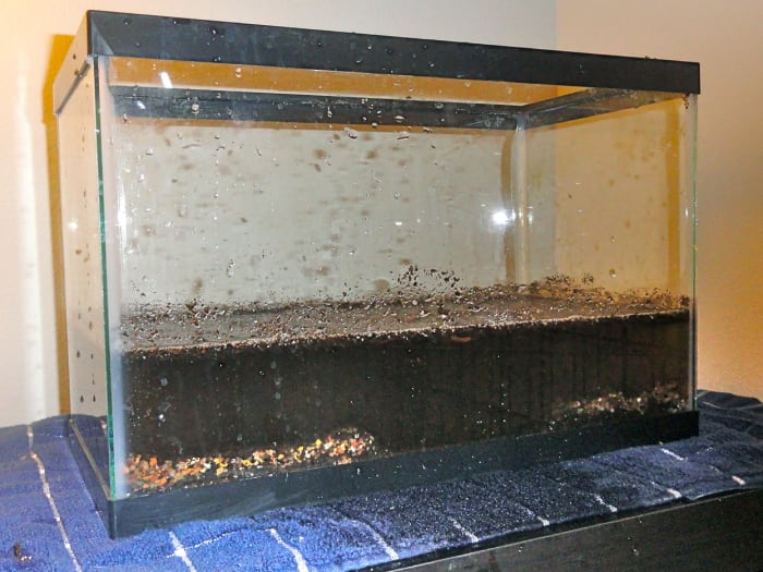 How I Made A Naturally Planted Betta Tank With The Walstad Method ...