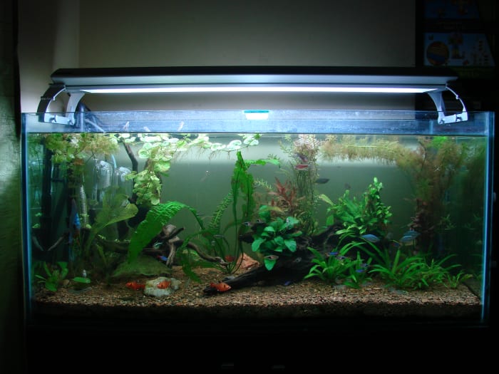 The newly setup aquarium a few weeks later...no fatalities. Thanks to the filter media 'transfer' from the old filter to the new one.