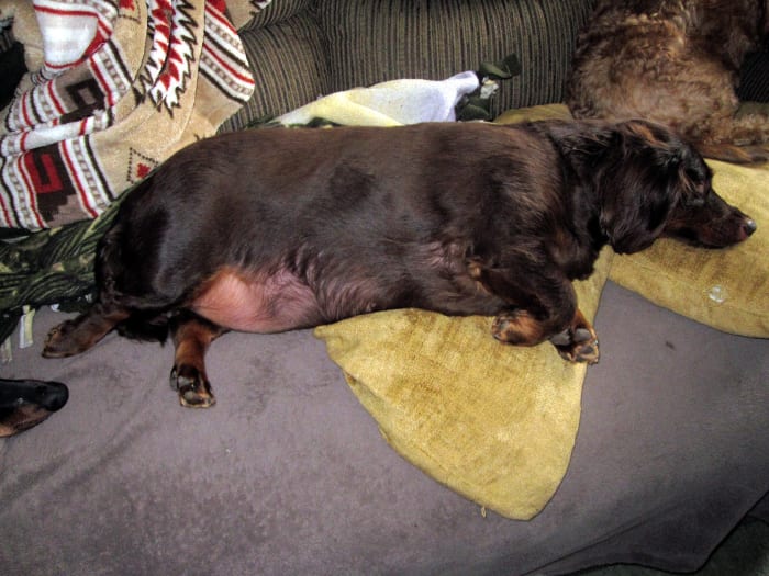 A swollen abdomen can be caused by many diseases, including mesothelioma.