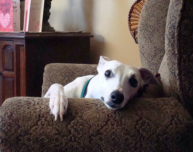 This Whippet has decided to wake up but is not willing to get up and check out the noise.