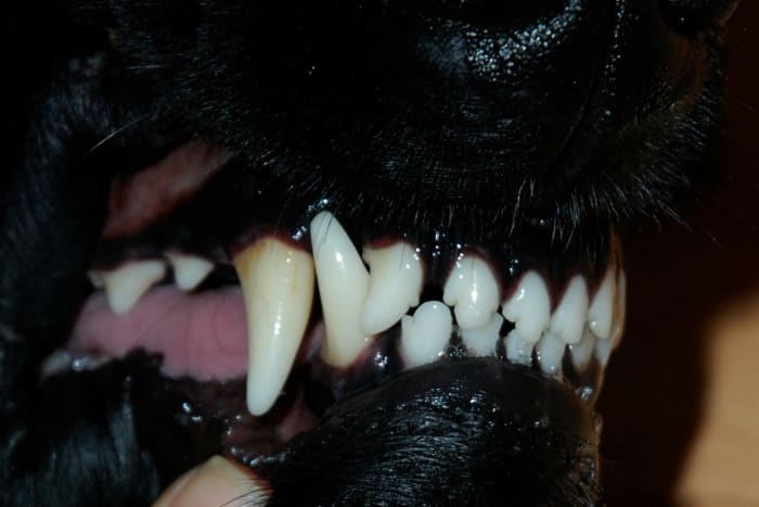 This dog has nice white teeth,except some plaque in the back. For this reason, it is important to focus on the back teeth of your dog.