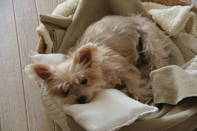 A Yorkie pretending to rest while waiting for an unprotected ankle to stroll by.