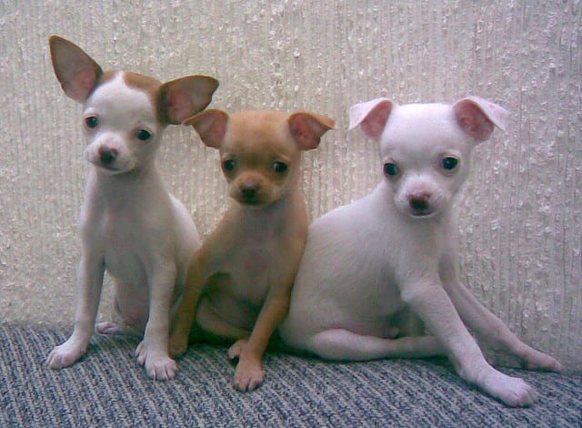 These Chihuahua puppies may look innocent, but we know better.