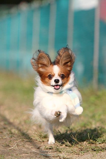 A Papillon escaping for a meeting with his alien contact.