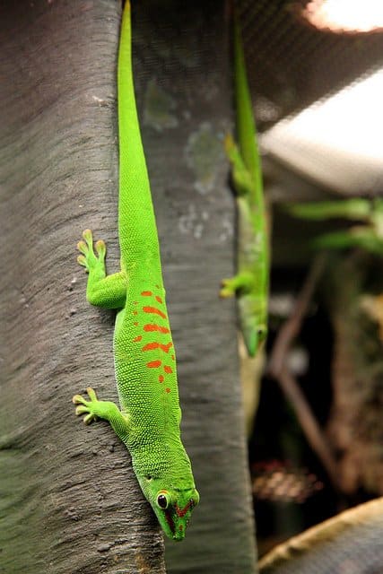 Jätte Madagaskar dag Gecko