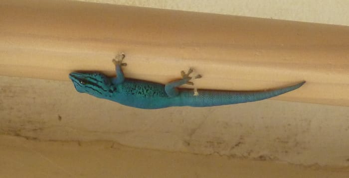 mój elektryczny niebieski gecko, William, eksploruje sufit podczas krótkiej, przypadkowej podróży na zewnątrz.