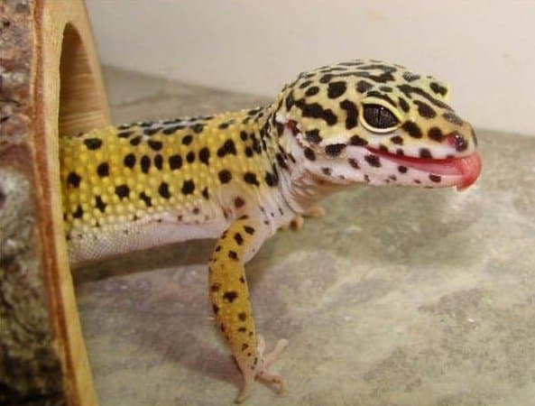 De leopard gecko is geweldig voor de beginnende keeper