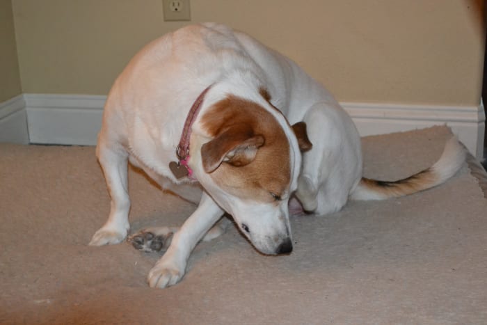 The poor thing kept shaking her head and scratching her ear. Her infected ear didn't seem to be painful but was bothering her quite a bit.