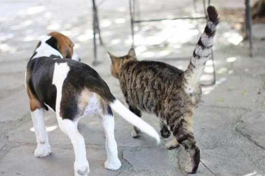 It doesn't matter whether your cat is a domestic short hair or a domestic long hairâ, Beagles love them all.
