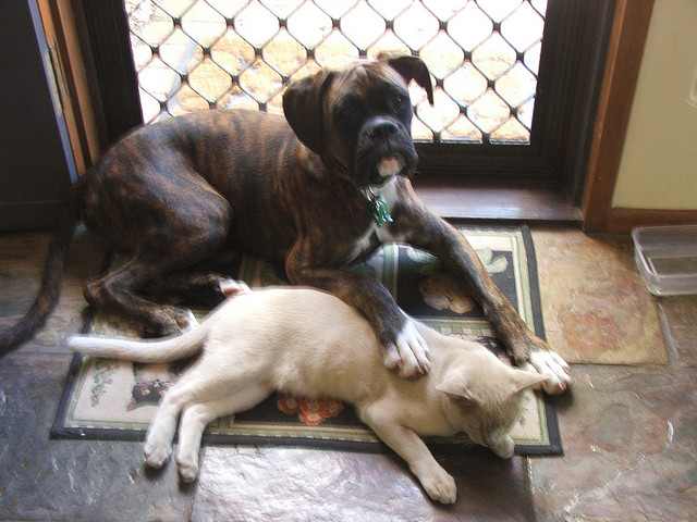 Boxers are great with cats, well, at times they are a little possesive.