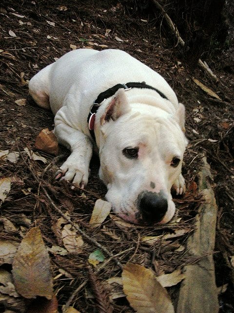 Composting dog waste is a big issue when keeping a dog this large.