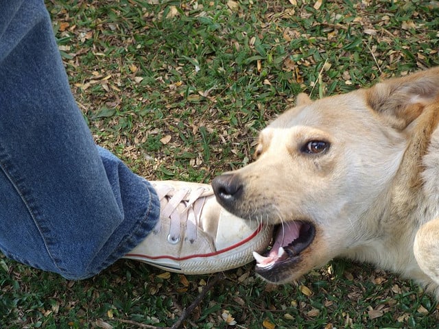 If you teach your dog bite inhibition, you can play with her even more.