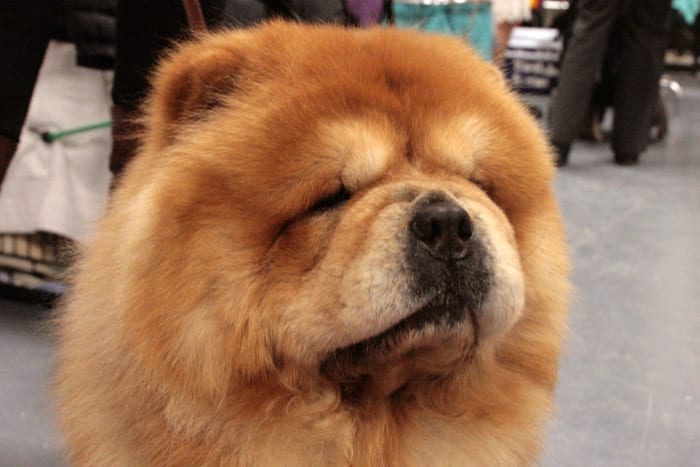 Chow Chows tend to be dominant and assertive, so first-time owners may encounter training difficulties.