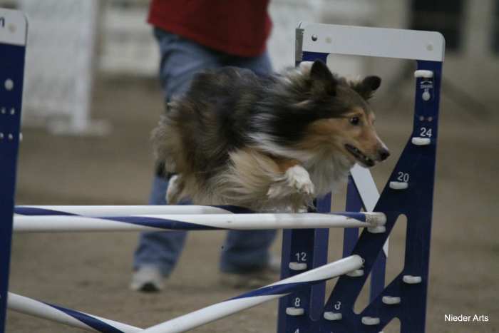 Be sure to attend an actual agility trial and try to network with people there before deciding on a trainer.