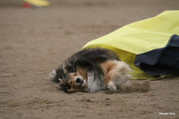 This sheltie has fallen in the chute and is coming out on the ground. He was fortunately uninjured after this crash.