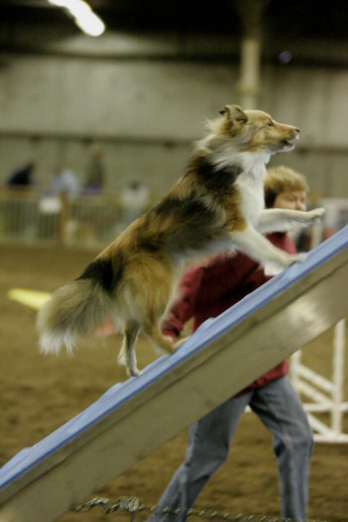 Be sure you know how competitive you want to be before starting any agility training.