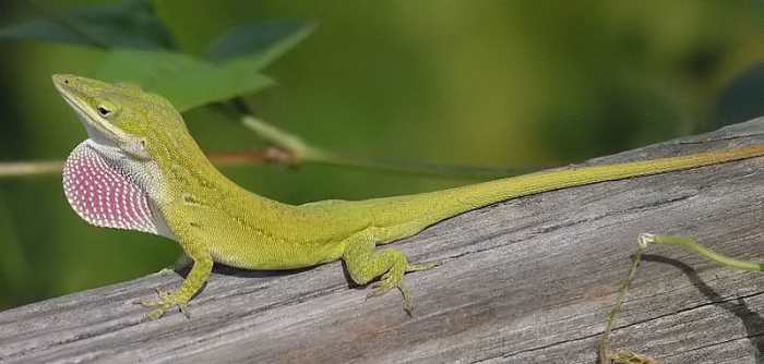 Sur cette photo se trouve une anole Carolina. C'est un beau spécimen.'s a fine specimen. 