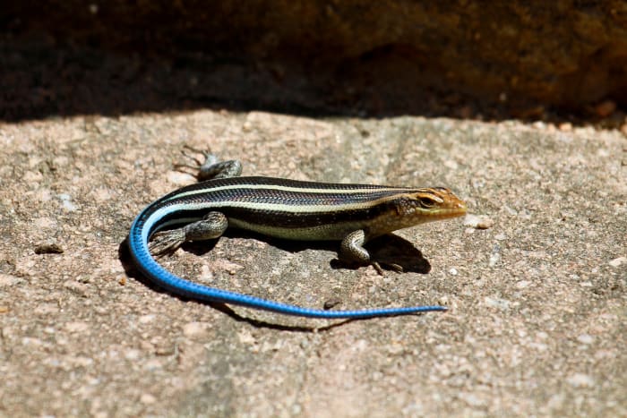 Tato divoká, modroocasý skink je další jemný exemplář.