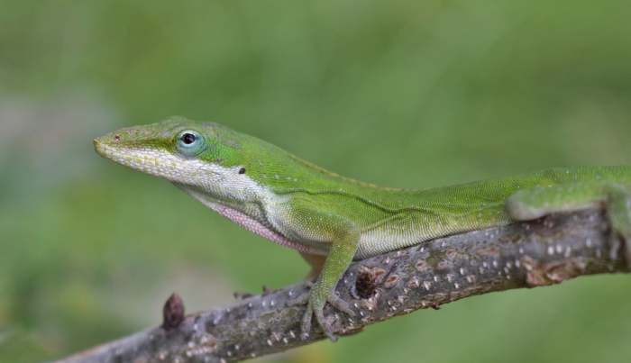 Captive-bred anoles are inexpensive and educational pets. 