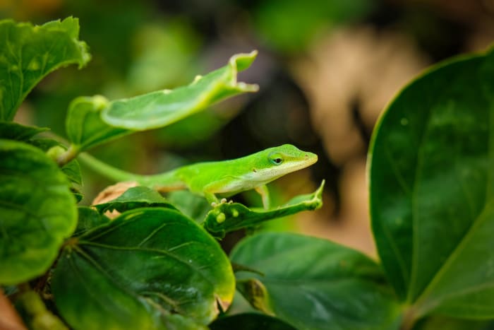 Bien que la capture de lézards sauvages pour observation et libération soit un excellent exercice éducatif, il n'est pas recommandé de les garder comme animaux de compagnie.