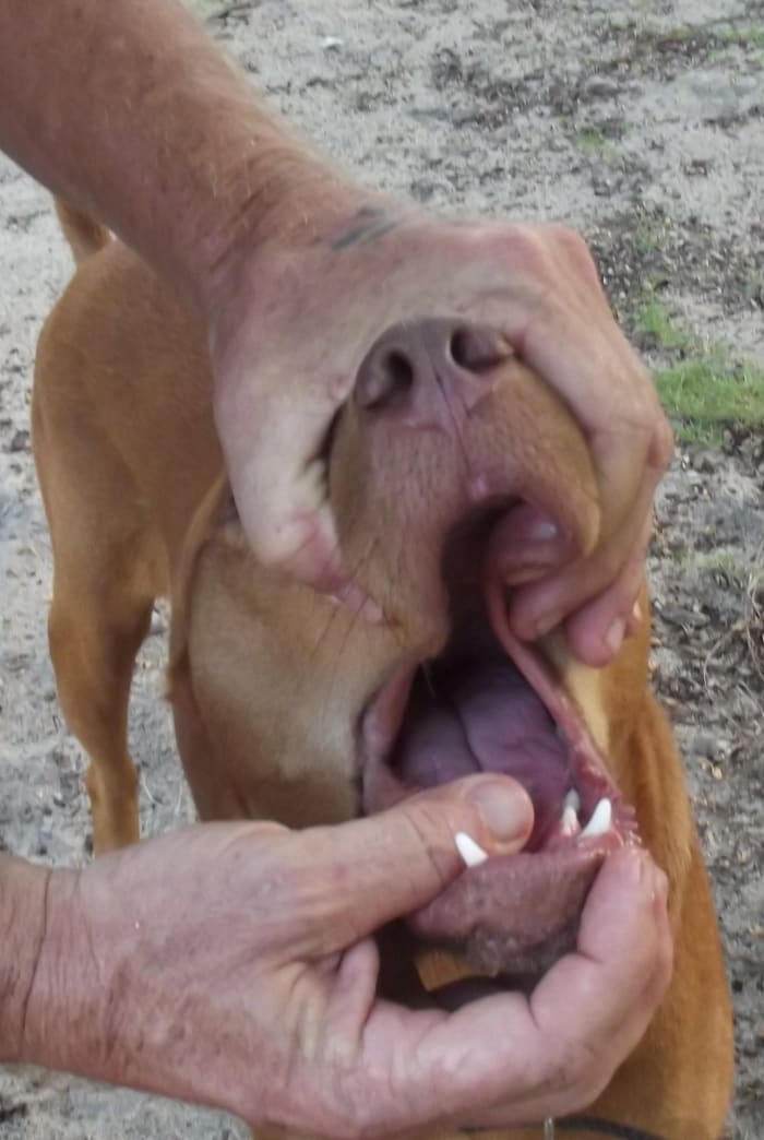 Roll the lips over the top canine teeth before reaching into the mouth. This will prevent the dog from biting you.