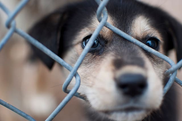 A "free to good home" puppy may have started out life roughly and may not actually be free.