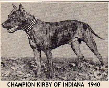 Kirby of Indiana was one of the earliest AKC Champion American Staffordshire Terriers. Kirby of Indiana is an example of an early Amstaff champion. Date 1940.