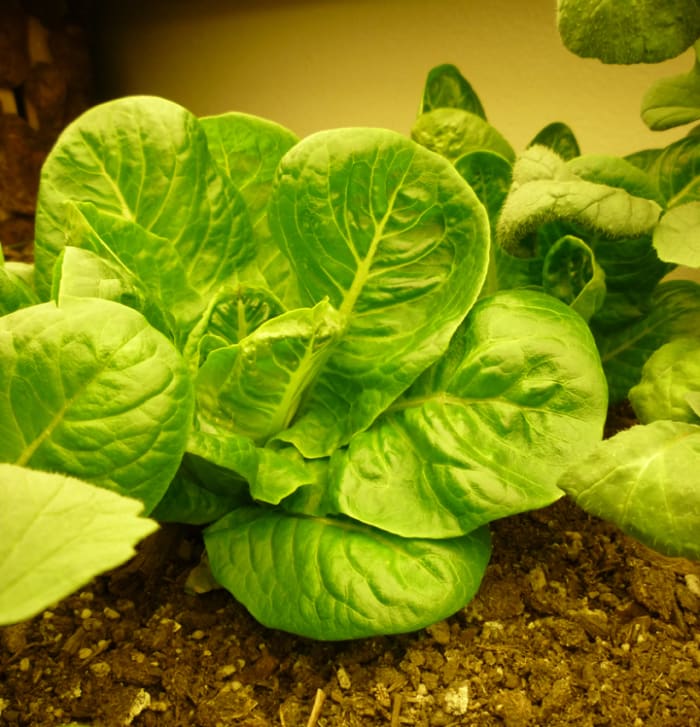 Little Gem Romaine Lettuce. Dark leafy greens are the perfect base for making fish food. Of course, organic homegrown greens are even better!