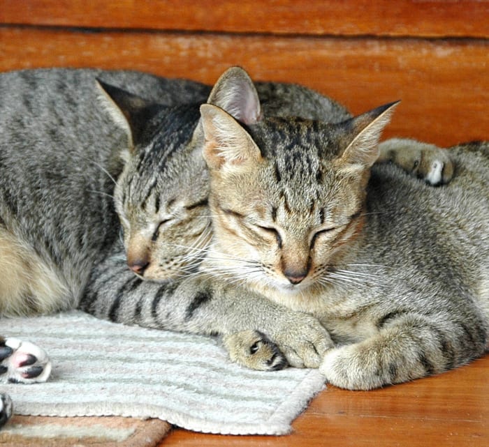 what-kind-of-cat-food-should-i-feed-my-cat