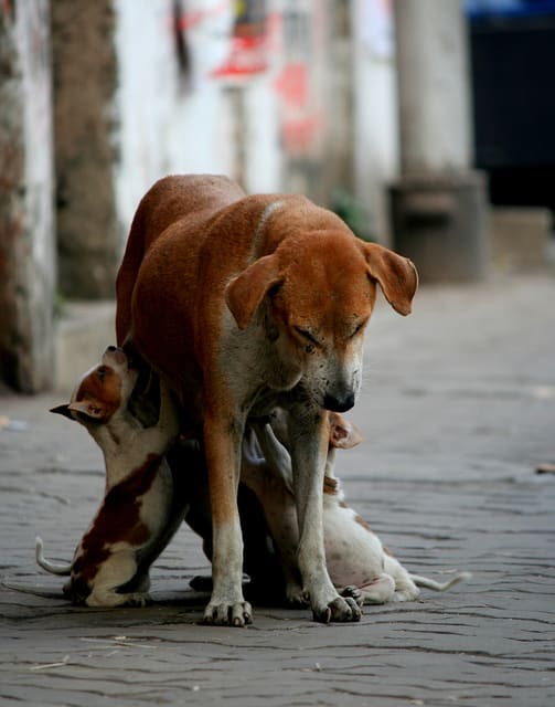 Stray dogs are likely to become infected at an early age because they are outside all of the time, but even inside dogs can become infected.