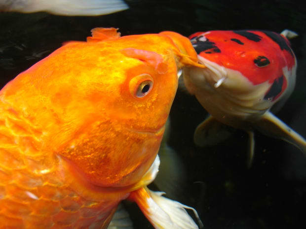 Dumping fish into bodies of water is never a good idea. Don't fool with Mother Nature.