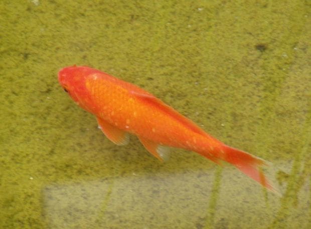 Another gigantic goldfish found by someone in a pond. I don't think they are meant to ever get this big!