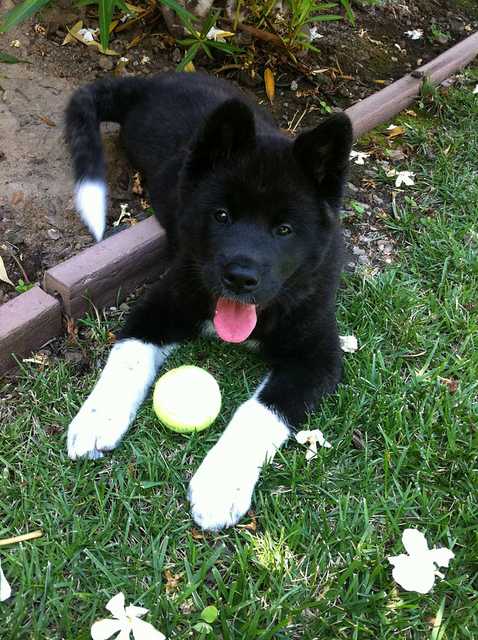 Does every Akita have to have a Japanese name? No, but should he?